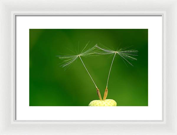 Dandelion Taraxacum Officinale Achenes / Art Photo - Framed Print