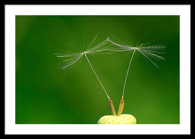 Dandelion Taraxacum Officinale Achenes / Art Photo - Framed Print