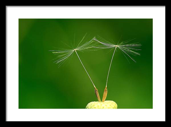 Dandelion Taraxacum Officinale Achenes / Art Photo - Framed Print