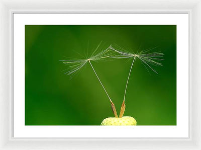 Dandelion Taraxacum Officinale Achenes / Art Photo - Framed Print