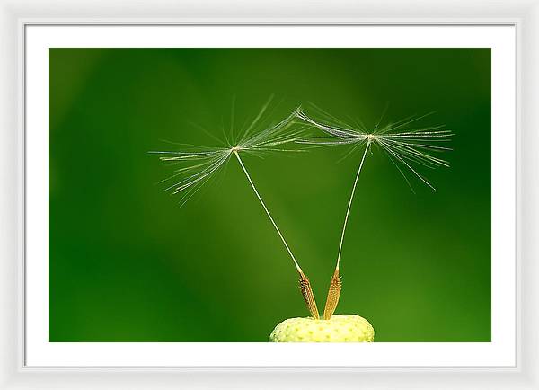 Dandelion Taraxacum Officinale Achenes / Art Photo - Framed Print