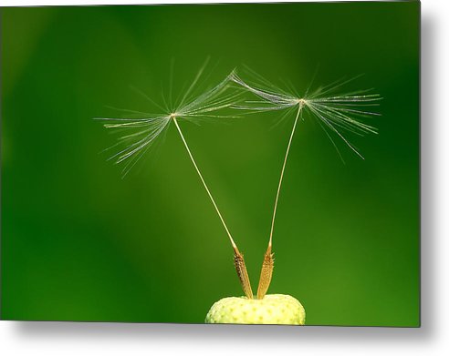 Dandelion Taraxacum Officinale Achenes / Art Photo - Metal Print