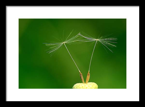 Dandelion Taraxacum Officinale Achenes / Art Photo - Framed Print