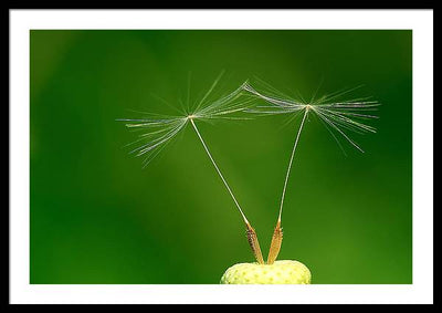 Dandelion Taraxacum Officinale Achenes / Art Photo - Framed Print