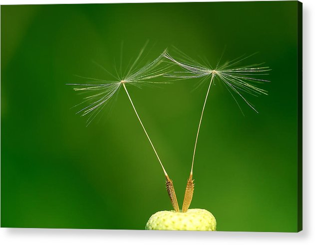 Dandelion Taraxacum Officinale Achenes / Art Photo - Acrylic Print