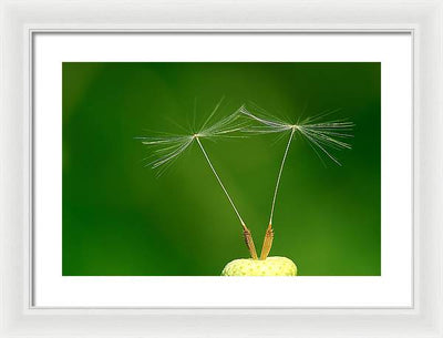 Dandelion Taraxacum Officinale Achenes / Art Photo - Framed Print