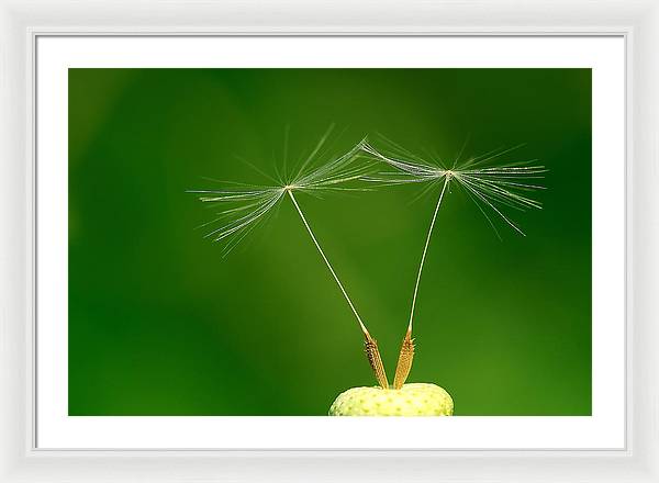 Dandelion Taraxacum Officinale Achenes / Art Photo - Framed Print