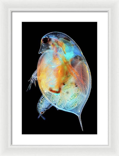 Daphnia Genus Giving Birth / Art Photo - Framed Print