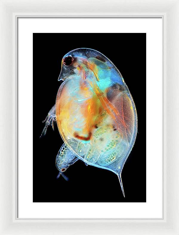 Daphnia Genus Giving Birth / Art Photo - Framed Print