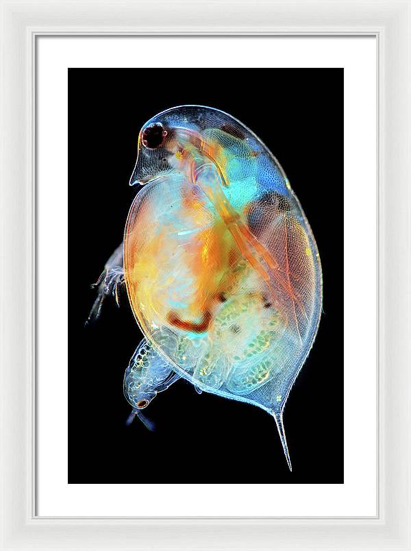 Daphnia Genus Giving Birth / Art Photo - Framed Print