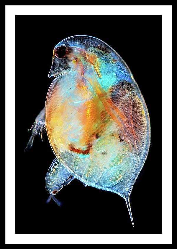 Daphnia Genus Giving Birth / Art Photo - Framed Print