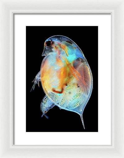 Daphnia Genus Giving Birth / Art Photo - Framed Print