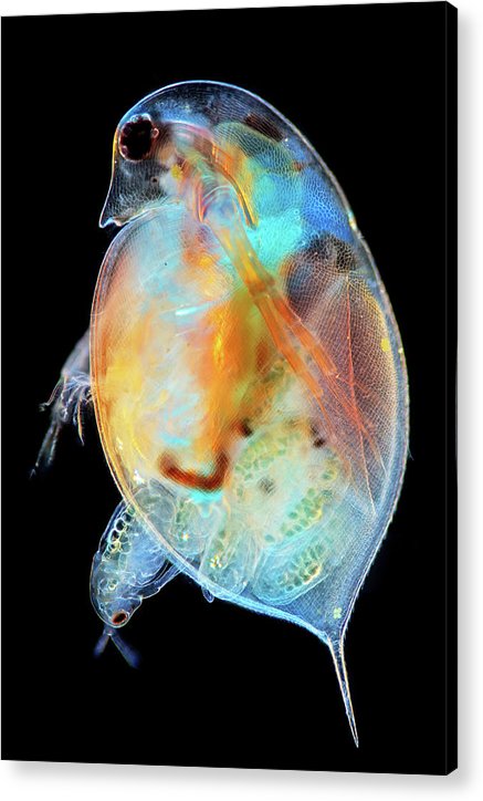 Daphnia Genus Giving Birth / Art Photo - Acrylic Print