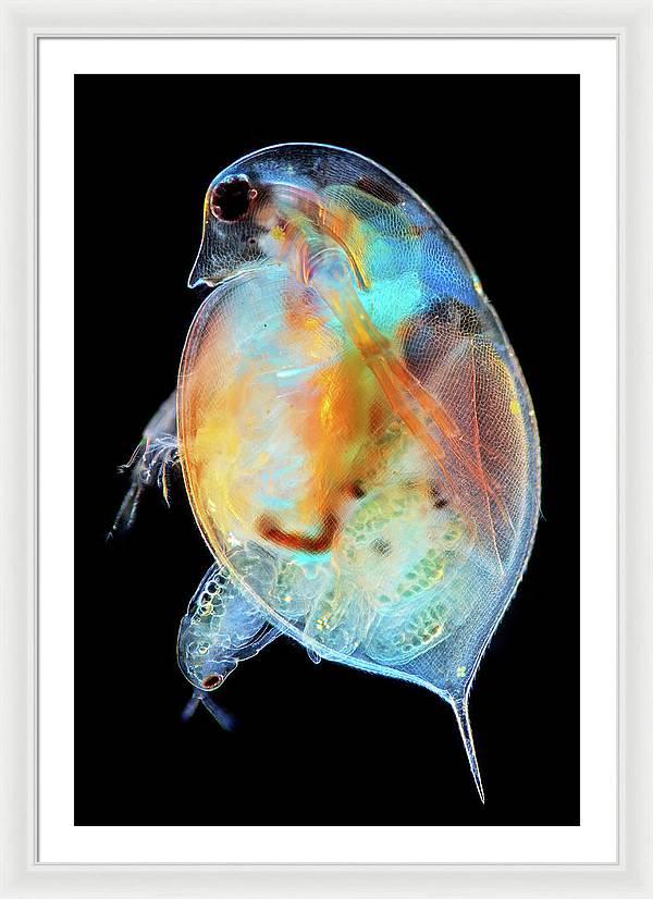 Daphnia Genus Giving Birth / Art Photo - Framed Print