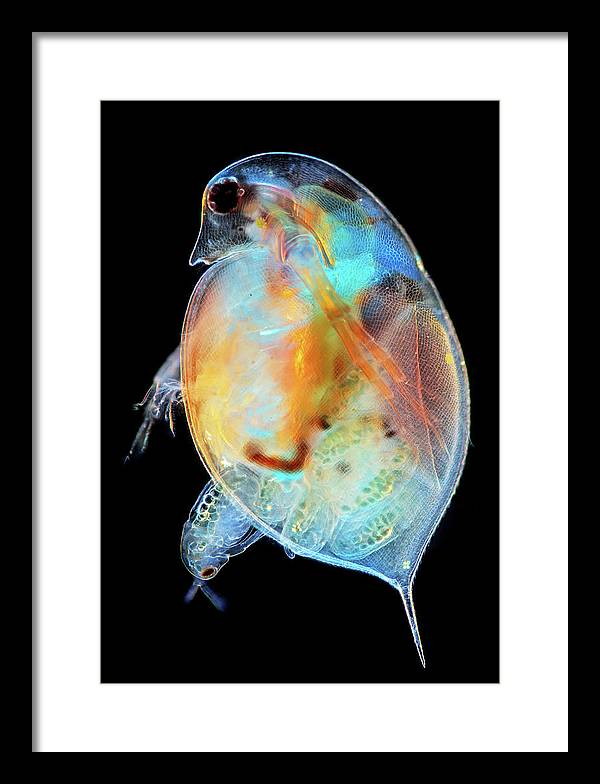 Daphnia Genus Giving Birth / Art Photo - Framed Print