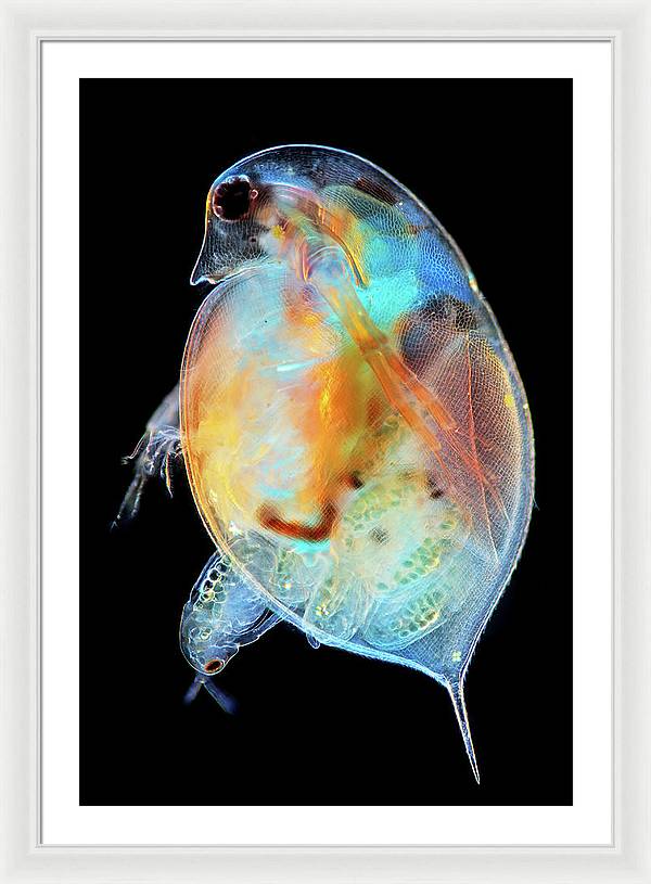 Daphnia Genus Giving Birth / Art Photo - Framed Print