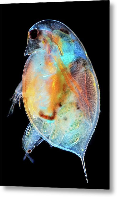 Daphnia Genus Giving Birth / Art Photo - Metal Print