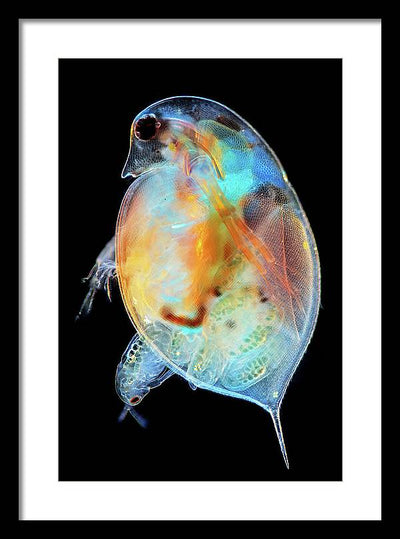 Daphnia Genus Giving Birth / Art Photo - Framed Print