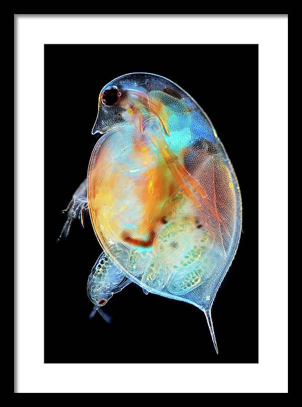 Daphnia Genus Giving Birth / Art Photo - Framed Print