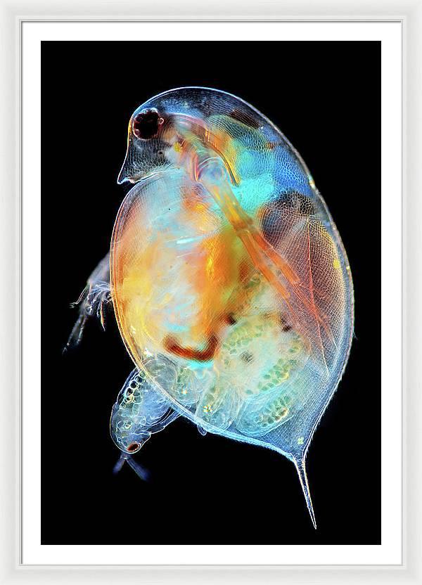 Daphnia Genus Giving Birth / Art Photo - Framed Print