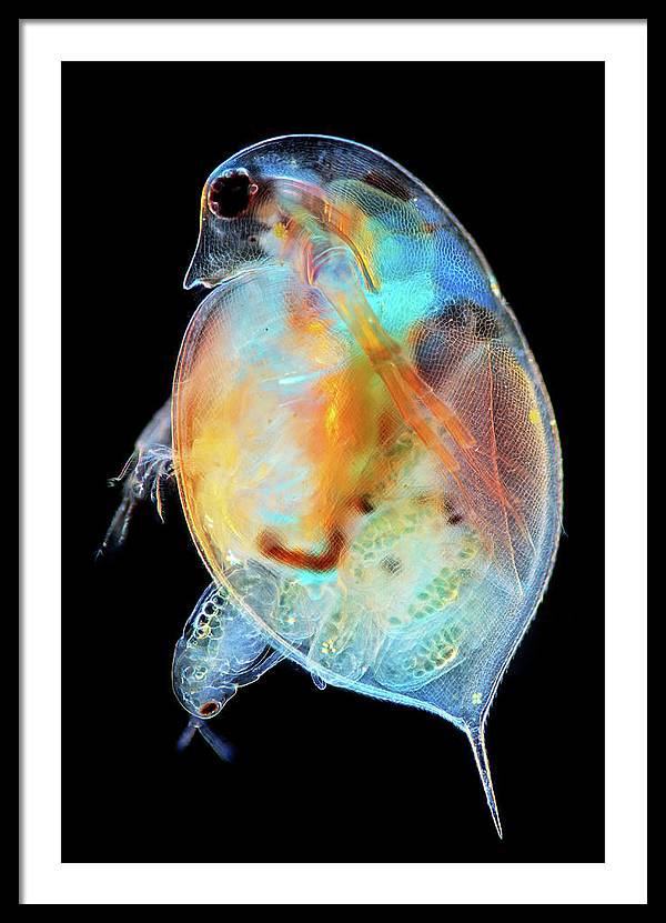 Daphnia Genus Giving Birth / Art Photo - Framed Print