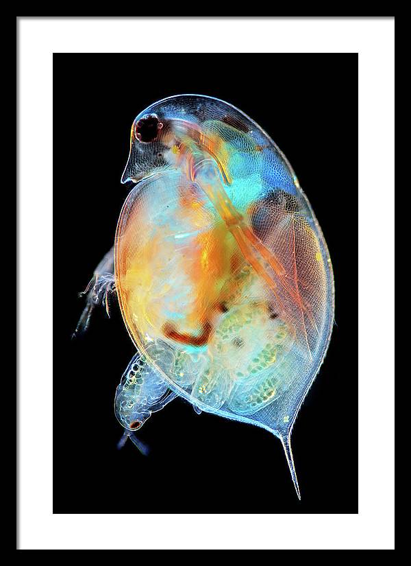 Daphnia Genus Giving Birth / Art Photo - Framed Print