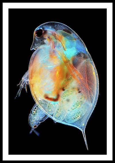 Daphnia Genus Giving Birth / Art Photo - Framed Print