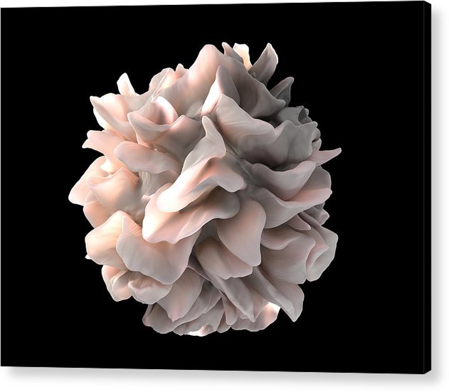 Dendritic Cell / Art Photo - Acrylic Print