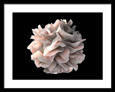 Dendritic Cell / Art Photo - Framed Print