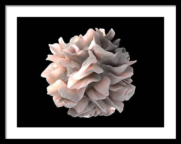 Dendritic Cell / Art Photo - Framed Print