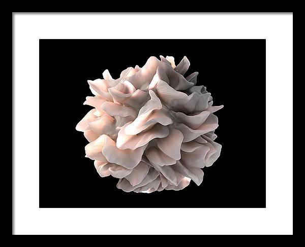 Dendritic Cell / Art Photo - Framed Print