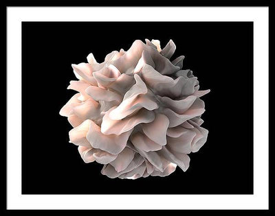 Dendritic Cell / Art Photo - Framed Print