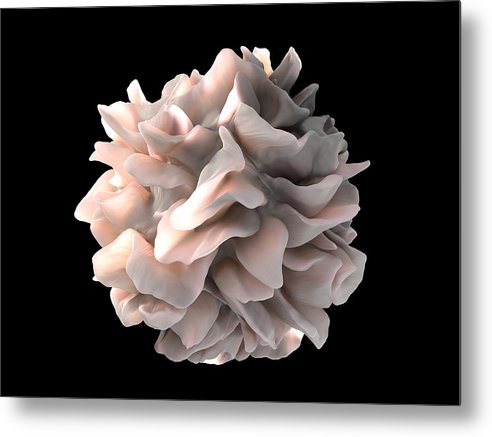 Dendritic Cell / Art Photo - Metal Print