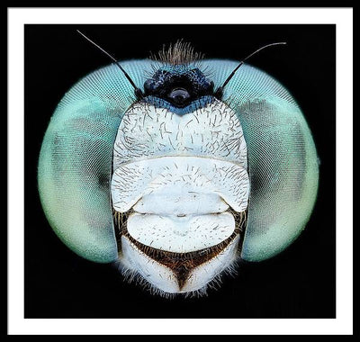 Dragon Fly Teal Eyes / Art Photo - Framed Print