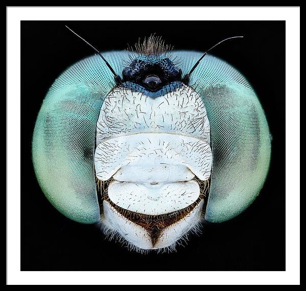 Dragon Fly Teal Eyes / Art Photo - Framed Print