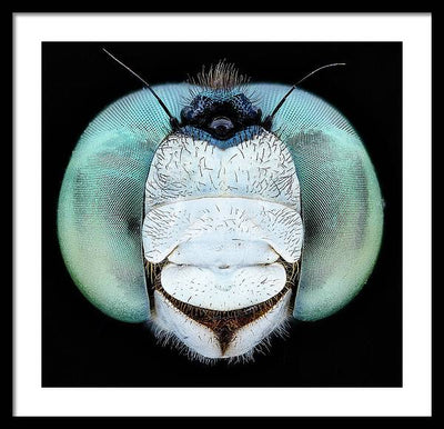 Dragon Fly Teal Eyes / Art Photo - Framed Print