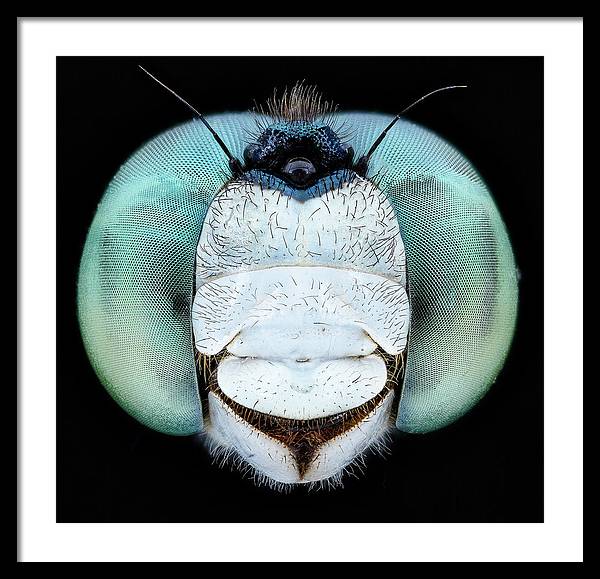 Dragon Fly Teal Eyes / Art Photo - Framed Print