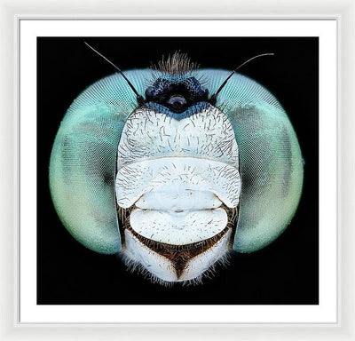 Dragon Fly Teal Eyes / Art Photo - Framed Print