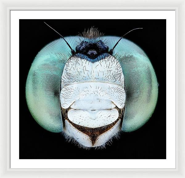 Dragon Fly Teal Eyes / Art Photo - Framed Print