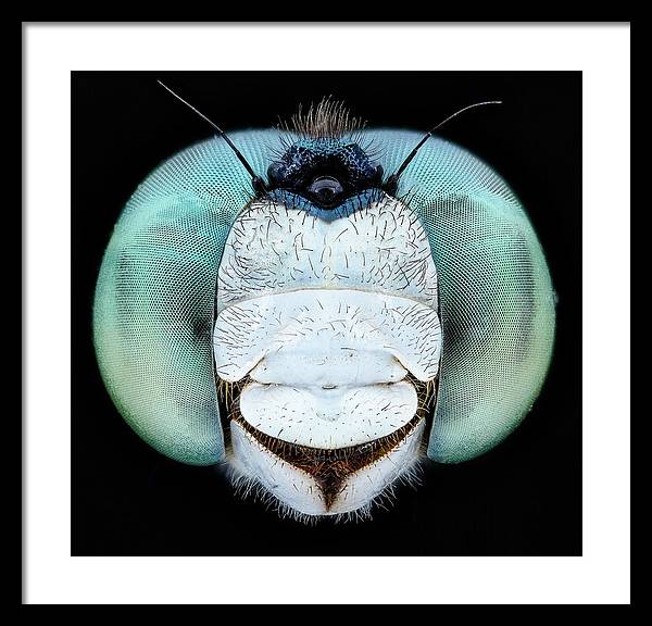 Dragon Fly Teal Eyes / Art Photo - Framed Print