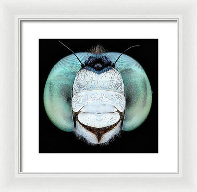 Dragon Fly Teal Eyes / Art Photo - Framed Print