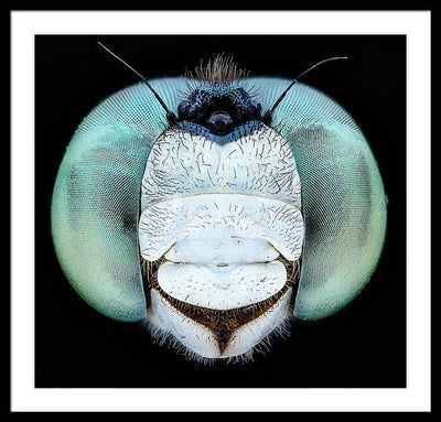 Dragon Fly Teal Eyes / Art Photo - Framed Print