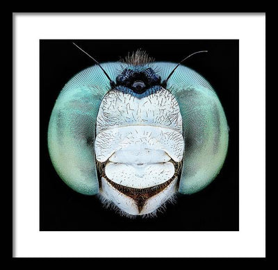 Dragon Fly Teal Eyes / Art Photo - Framed Print