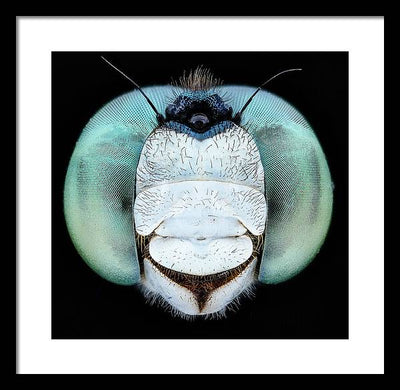 Dragon Fly Teal Eyes / Art Photo - Framed Print