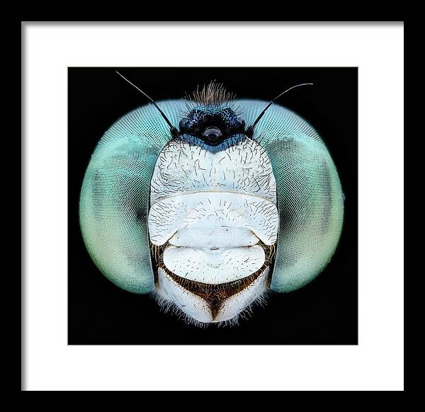 Dragon Fly Teal Eyes / Art Photo - Framed Print