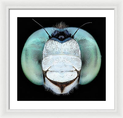 Dragon Fly Teal Eyes / Art Photo - Framed Print