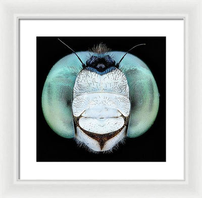 Dragon Fly Teal Eyes / Art Photo - Framed Print