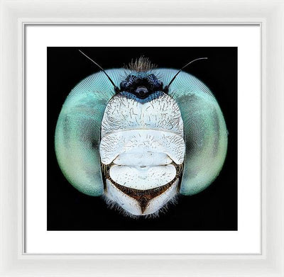 Dragon Fly Teal Eyes / Art Photo - Framed Print