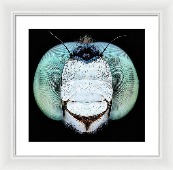 Dragon Fly Teal Eyes / Art Photo - Framed Print