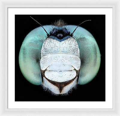 Dragon Fly Teal Eyes / Art Photo - Framed Print